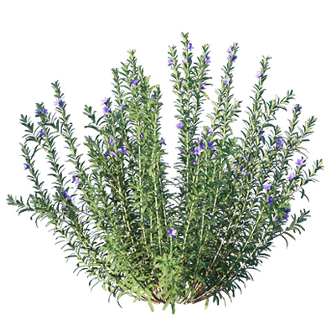 3D model Bundle 02 - Mediterranean Garden https://p.turbosquid.com/ts-thumb/u9/ABijrw/5i/rosemary_02/jpg/1621335929/1920x1080/fit_q87/546afcb5d0a03dbf9db6e7632907f7747c82bae7/rosemary_02.jpg