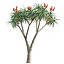 Paquete 02 - Jardín mediterráneo