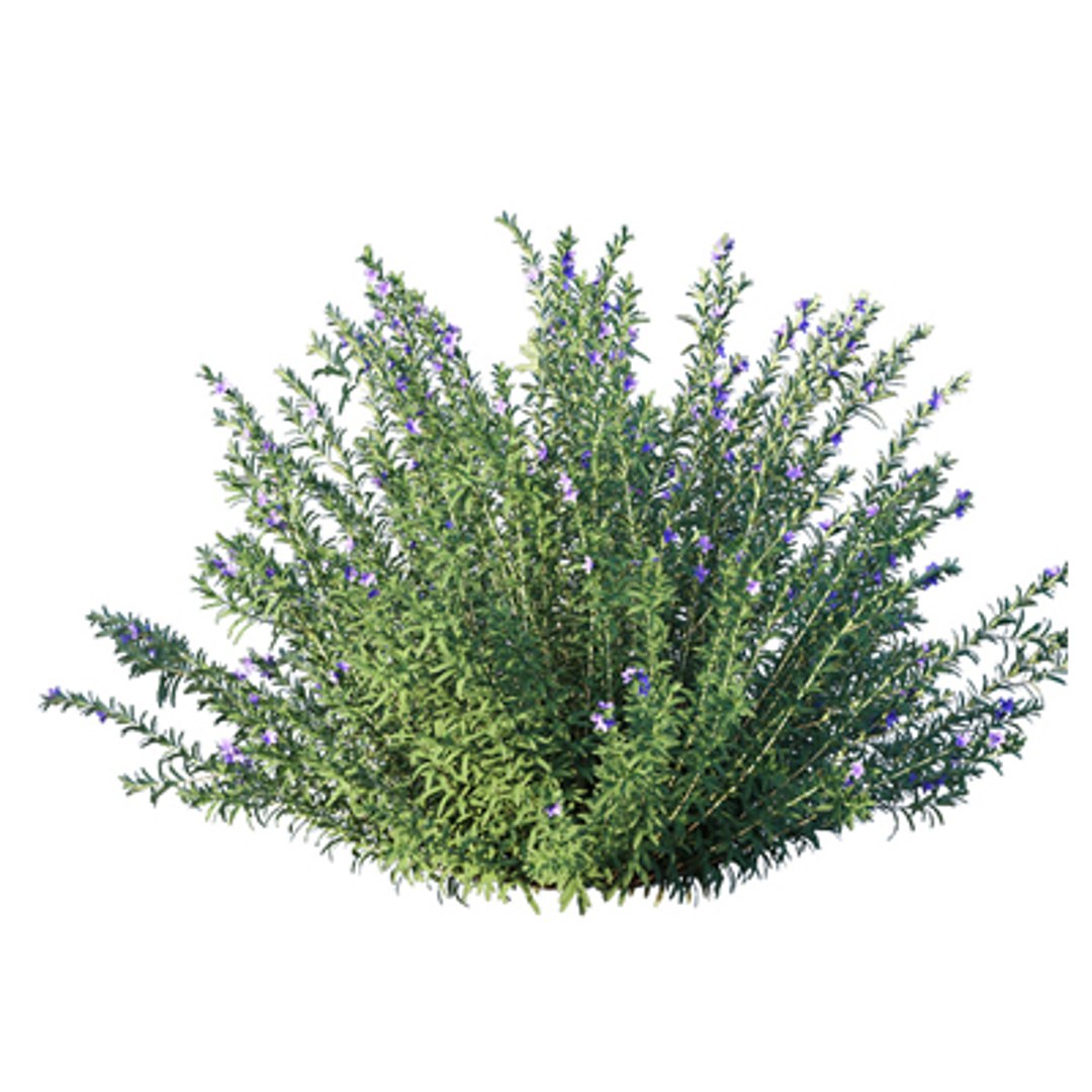 3D model Bundle 02 - Mediterranean Garden https://p.turbosquid.com/ts-thumb/u9/ABijrw/Ku/rosemary_03/jpg/1621335932/1920x1080/fit_q87/682200ea6ad5708d55c90937d66949dd8e22828a/rosemary_03.jpg