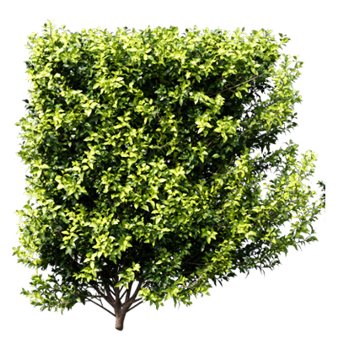 3D model Bundle 02 - Mediterranean Garden https://p.turbosquid.com/ts-thumb/u9/ABijrw/Rr/durantarepens_00/jpg/1621335930/1920x1080/fit_q87/1f96743440b590534b44d16b6af2781b1abc0284/durantarepens_00.jpg