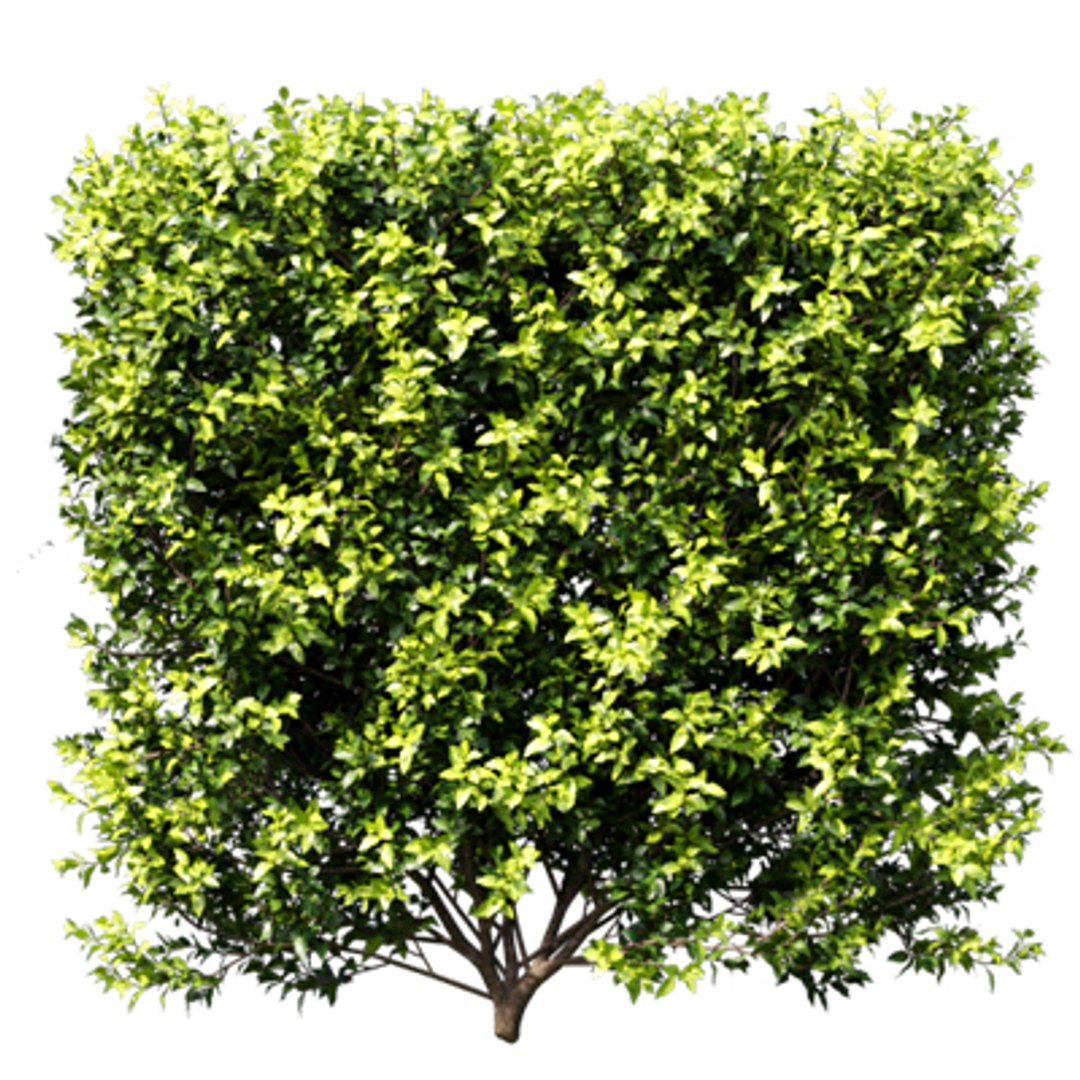 3D model Bundle 02 - Mediterranean Garden https://p.turbosquid.com/ts-thumb/u9/ABijrw/Sf/durantarepens_02/jpg/1621335931/1920x1080/fit_q87/82ded79acff48f7b2bdc109e62abdc652d1b75b6/durantarepens_02.jpg