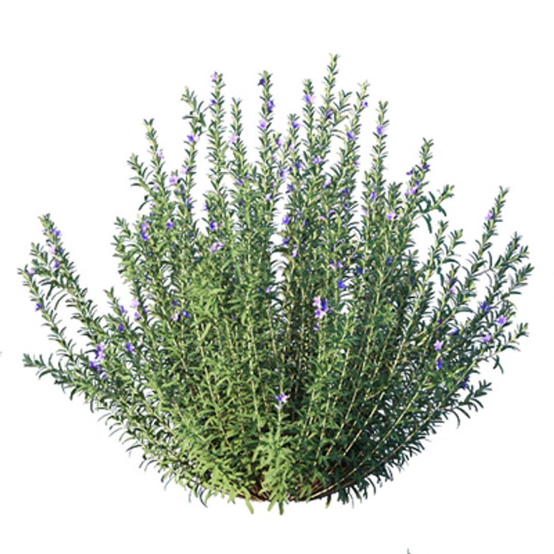 3D model Bundle 02 - Mediterranean Garden https://p.turbosquid.com/ts-thumb/u9/ABijrw/Tc/rosemary_01/jpg/1621335927/1920x1080/fit_q87/2764d5e4b4659cfbc58d742191bdc915d6e1cd26/rosemary_01.jpg
