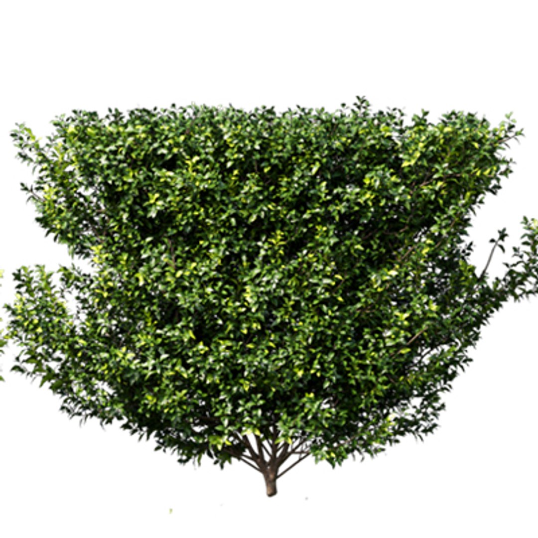 3D model Bundle 02 - Mediterranean Garden https://p.turbosquid.com/ts-thumb/u9/ABijrw/V8/durantarepens_01/jpg/1621335930/1920x1080/fit_q87/62fa137a0c41da78462d29971c0984298e05d818/durantarepens_01.jpg