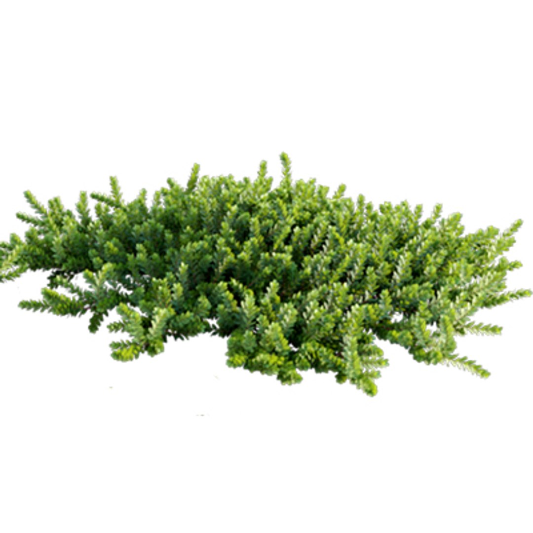 3D model Bundle 02 - Mediterranean Garden https://p.turbosquid.com/ts-thumb/u9/ABijrw/V9/arctostaphylos_01/jpg/1621335925/1920x1080/fit_q87/79ecd9d2b5acd78e73ac2f5495d29bdfa6e9dcc1/arctostaphylos_01.jpg
