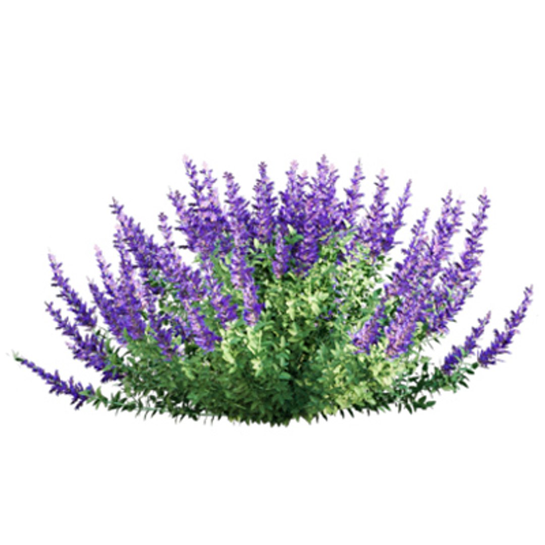 3D model Bundle 02 - Mediterranean Garden https://p.turbosquid.com/ts-thumb/u9/ABijrw/WC/3dtree_nepetafaassenii_02/jpg/1621335929/1920x1080/fit_q87/8048e769d19955e4611330f8d71dfb49911cc959/3dtree_nepetafaassenii_02.jpg