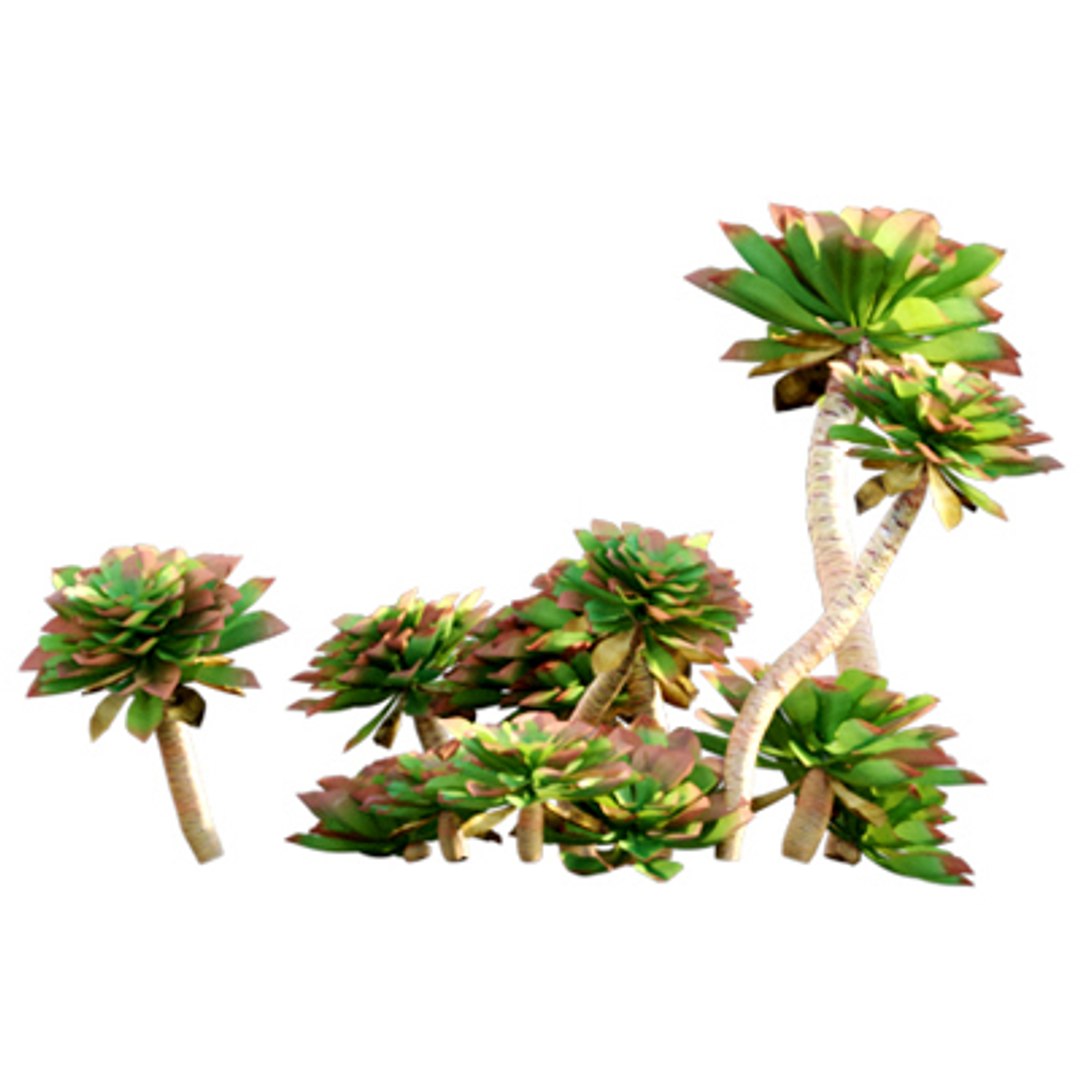 3D model Bundle 02 - Mediterranean Garden https://p.turbosquid.com/ts-thumb/u9/ABijrw/aw/3dtree_aeoniumundulatum_01/jpg/1621335925/1920x1080/fit_q87/f716050ee6440c42510aa5b2e2f844ec711a2f7f/3dtree_aeoniumundulatum_01.jpg