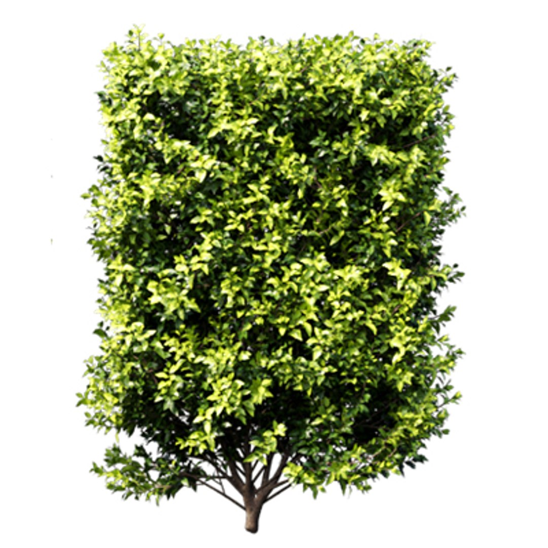 3D model Bundle 02 - Mediterranean Garden https://p.turbosquid.com/ts-thumb/u9/ABijrw/kY/durantarepens_03/jpg/1621335931/1920x1080/fit_q87/d86b5a0d5a6f604dbe875577755d22c807371c8d/durantarepens_03.jpg