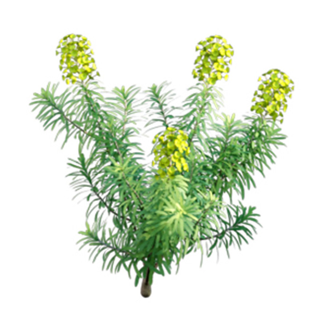 3D model Bundle 02 - Mediterranean Garden https://p.turbosquid.com/ts-thumb/u9/ABijrw/qk/3dtree_euphorbiacharacia_00/jpg/1621335929/1920x1080/fit_q87/870276ef094e679be6581d5265030b60b8f4c996/3dtree_euphorbiacharacia_00.jpg