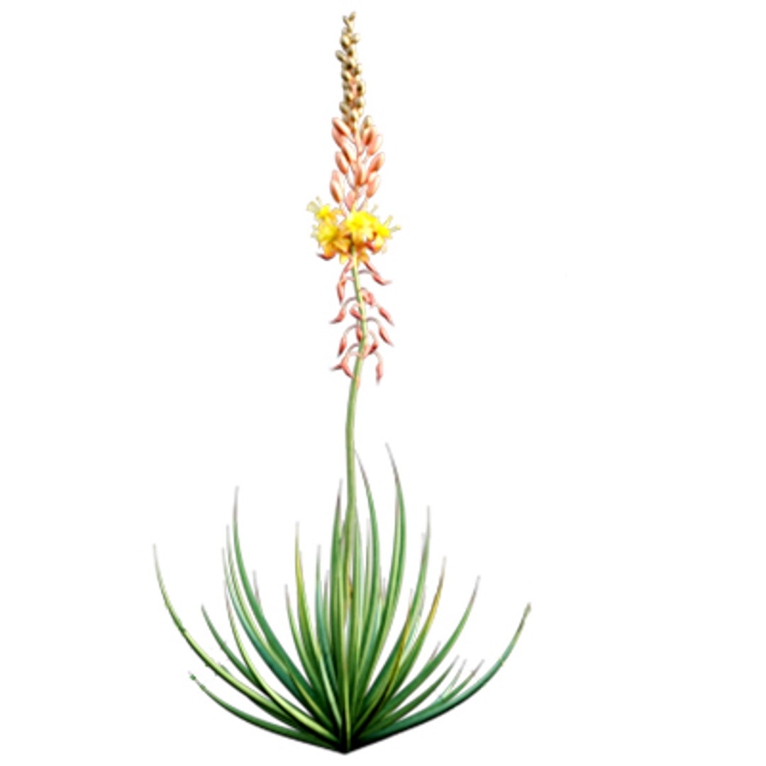 3D model Bundle 02 - Mediterranean Garden https://p.turbosquid.com/ts-thumb/u9/ABijrw/s0/bulbinefrutescens_02/jpg/1621335919/1920x1080/fit_q87/d67464f820b3cfcafb8b0ad6d884a230306f74f5/bulbinefrutescens_02.jpg