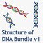 Struktur des DNA-Bündels 1