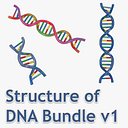 Struktur des DNA-Bündels 1