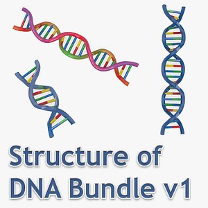 Structure of DNA Bundle 1