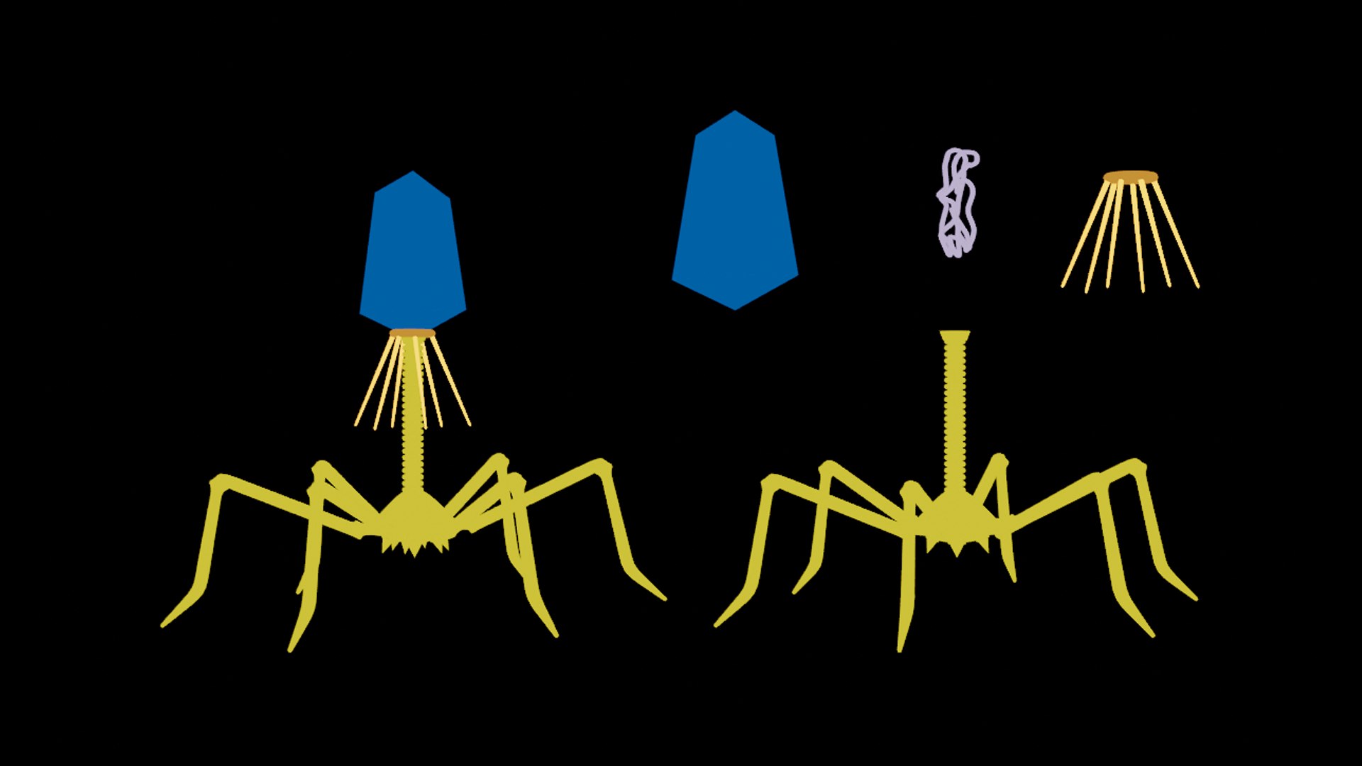 Bacteriophage Anatomy 3D model https://p.turbosquid.com/ts-thumb/u9/JRhP8m/44/bacteriophage_diffuse_color/png/1677833628/1920x1080/fit_q87/c929cf7a70a308e3a3da89e383e51cd90a1fc902/bacteriophage_diffuse_color.jpg