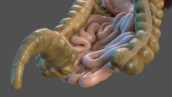 3D human stomach small intestine - TurboSquid 1469290