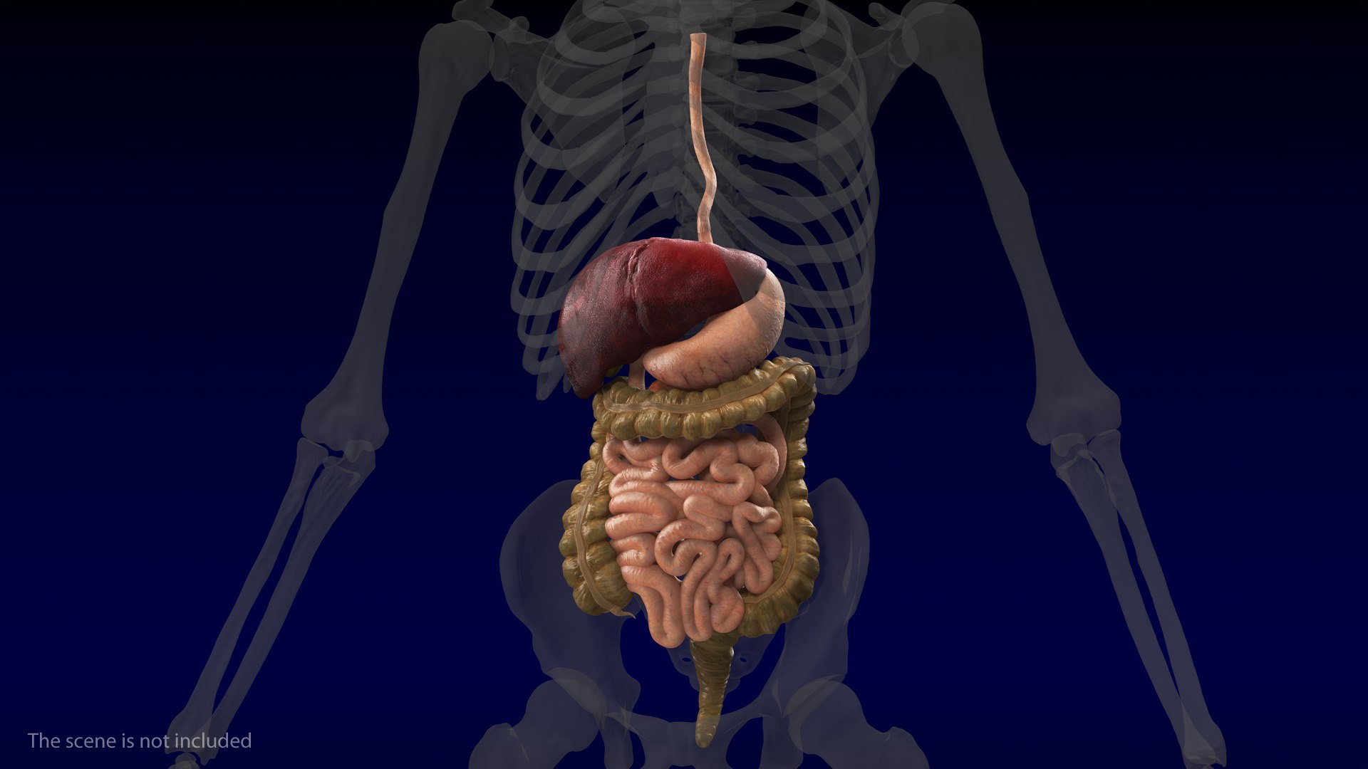 3D Human Stomach Small Intestine - TurboSquid 1469290