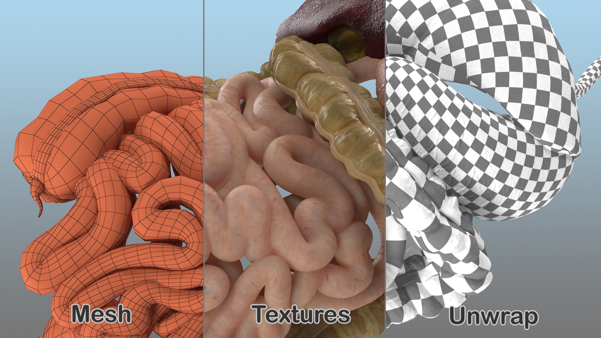 3D human stomach small intestine - TurboSquid 1469290
