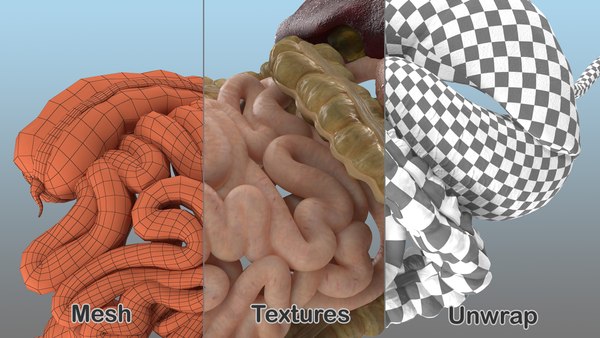 Modelo 3d Estómago Humano E Inestinas Pequeñas - TurboSquid 1469290