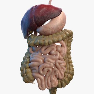 Human Stomach and Small Intestines