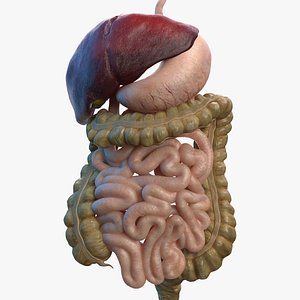 Human Stomach and Small Intestines