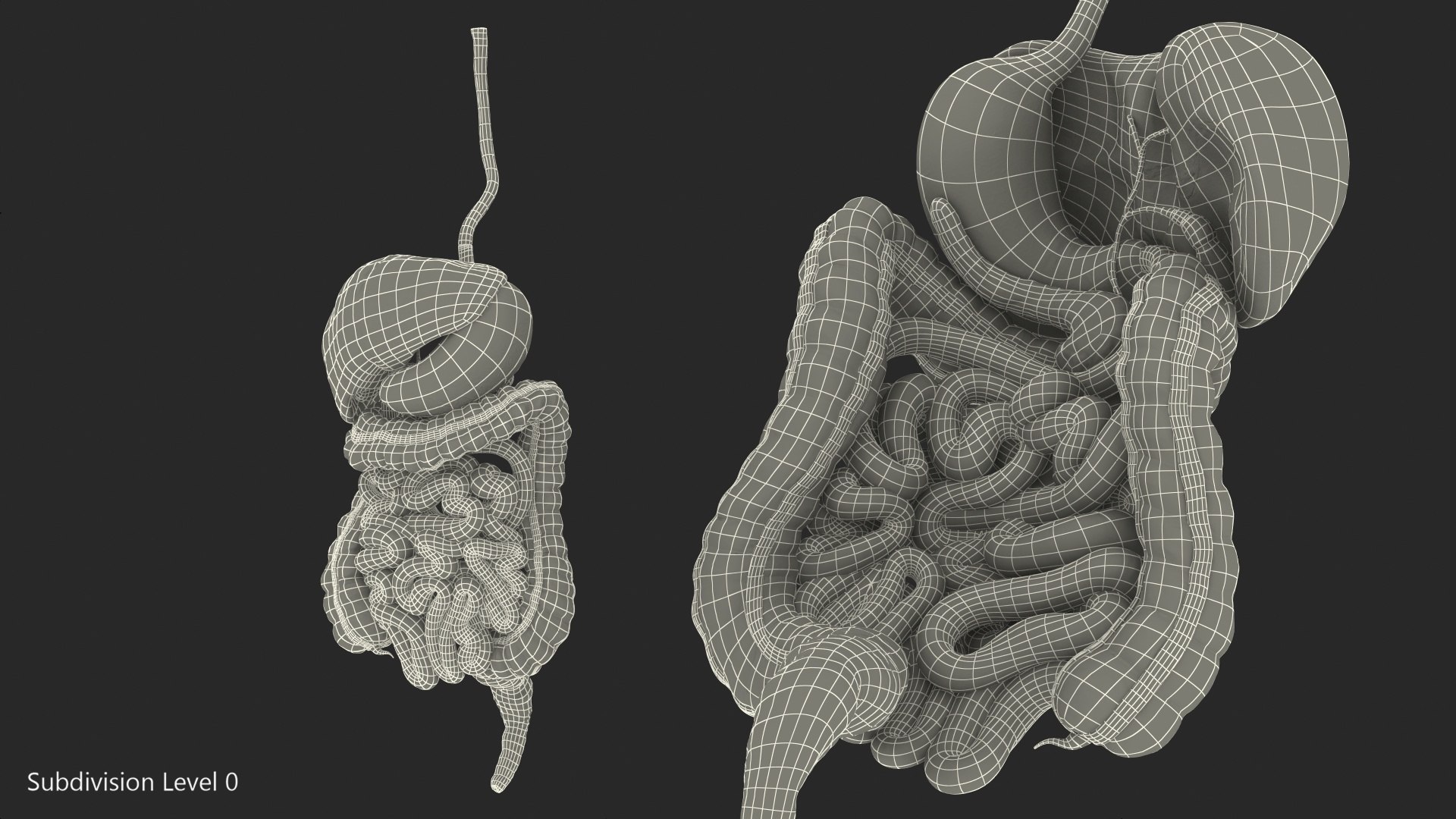 3D Human Stomach Small Intestine - TurboSquid 1469290