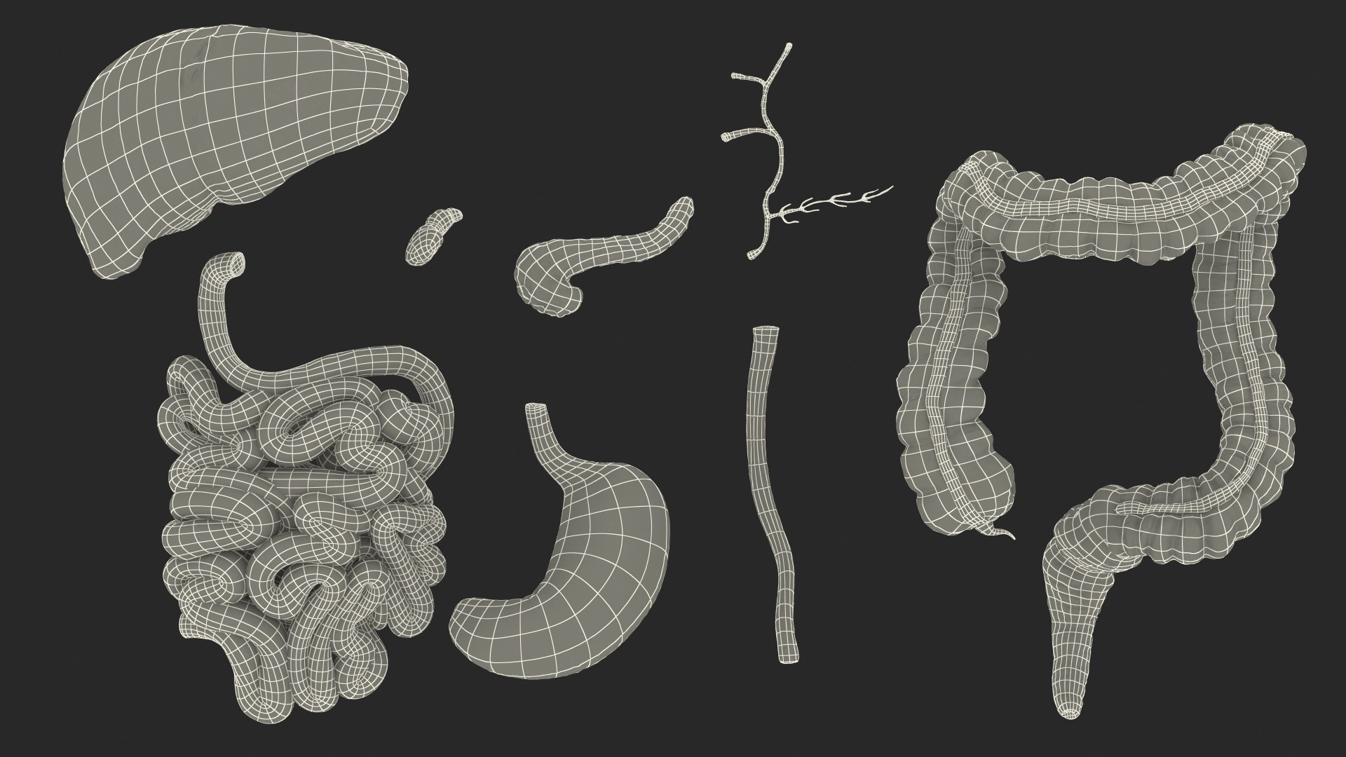 3D Human Stomach Small Intestine - TurboSquid 1469290