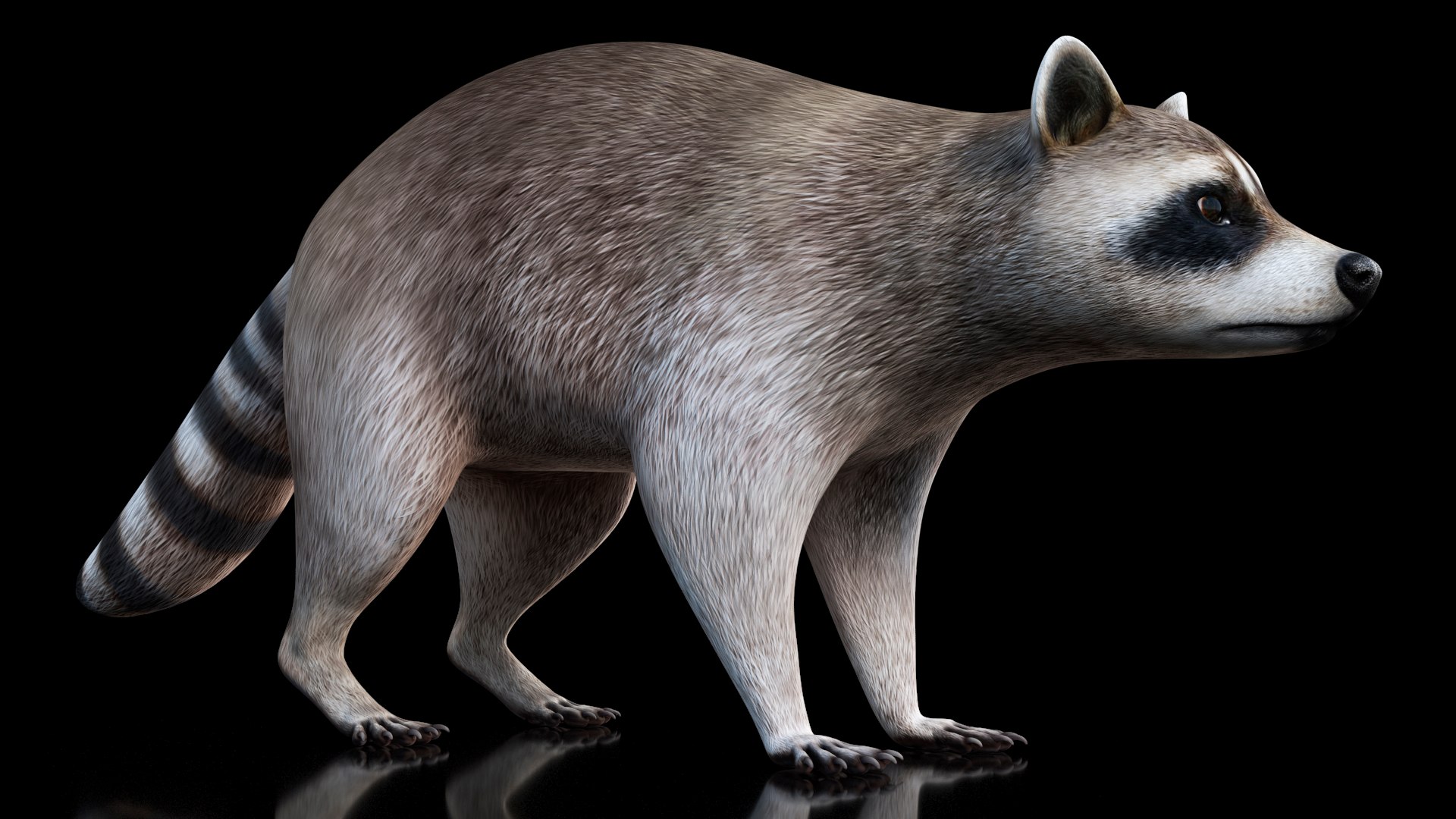 3D Model Raccoon - TurboSquid 1872808