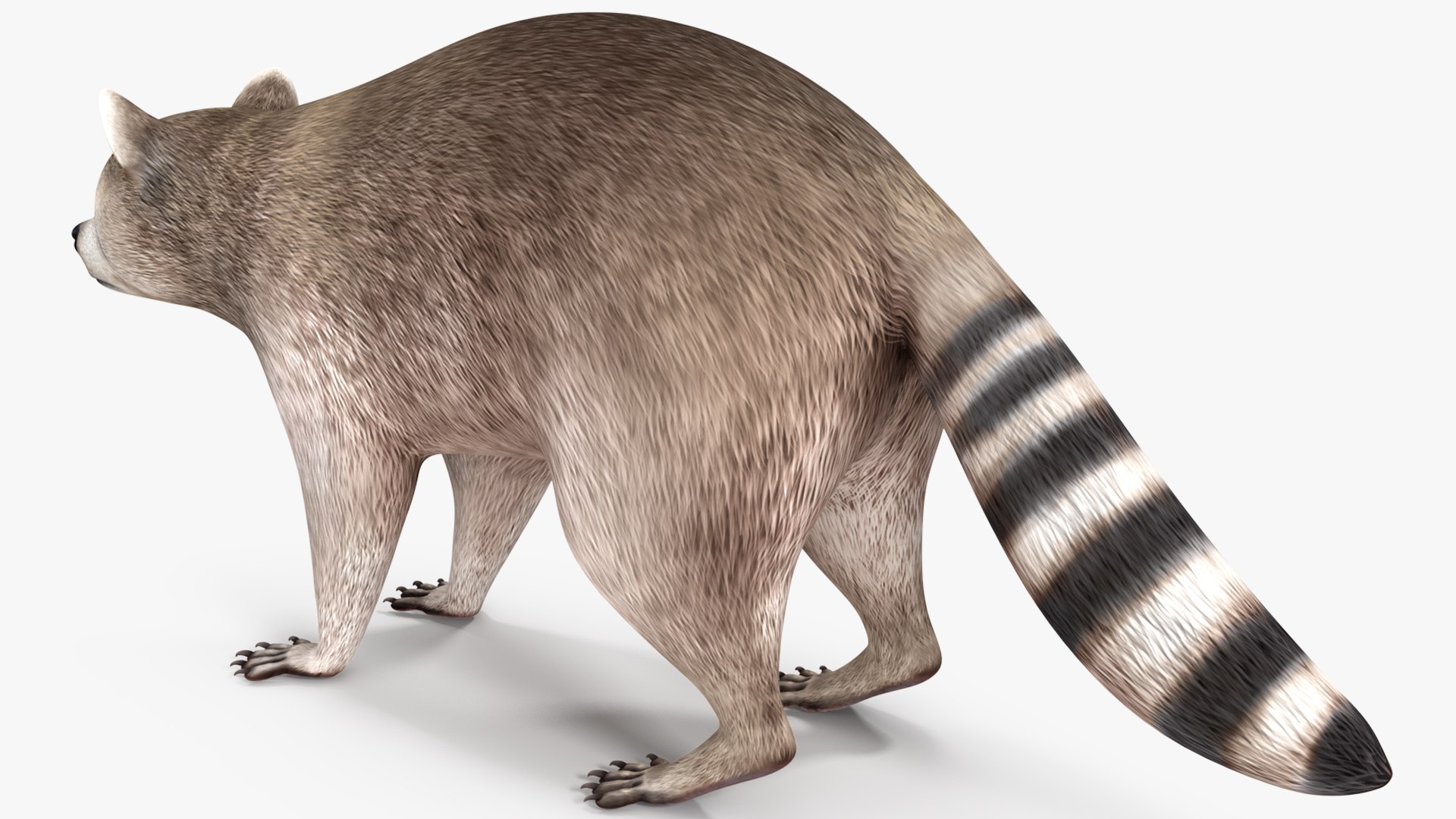 3D model Raccoon - TurboSquid 1872808