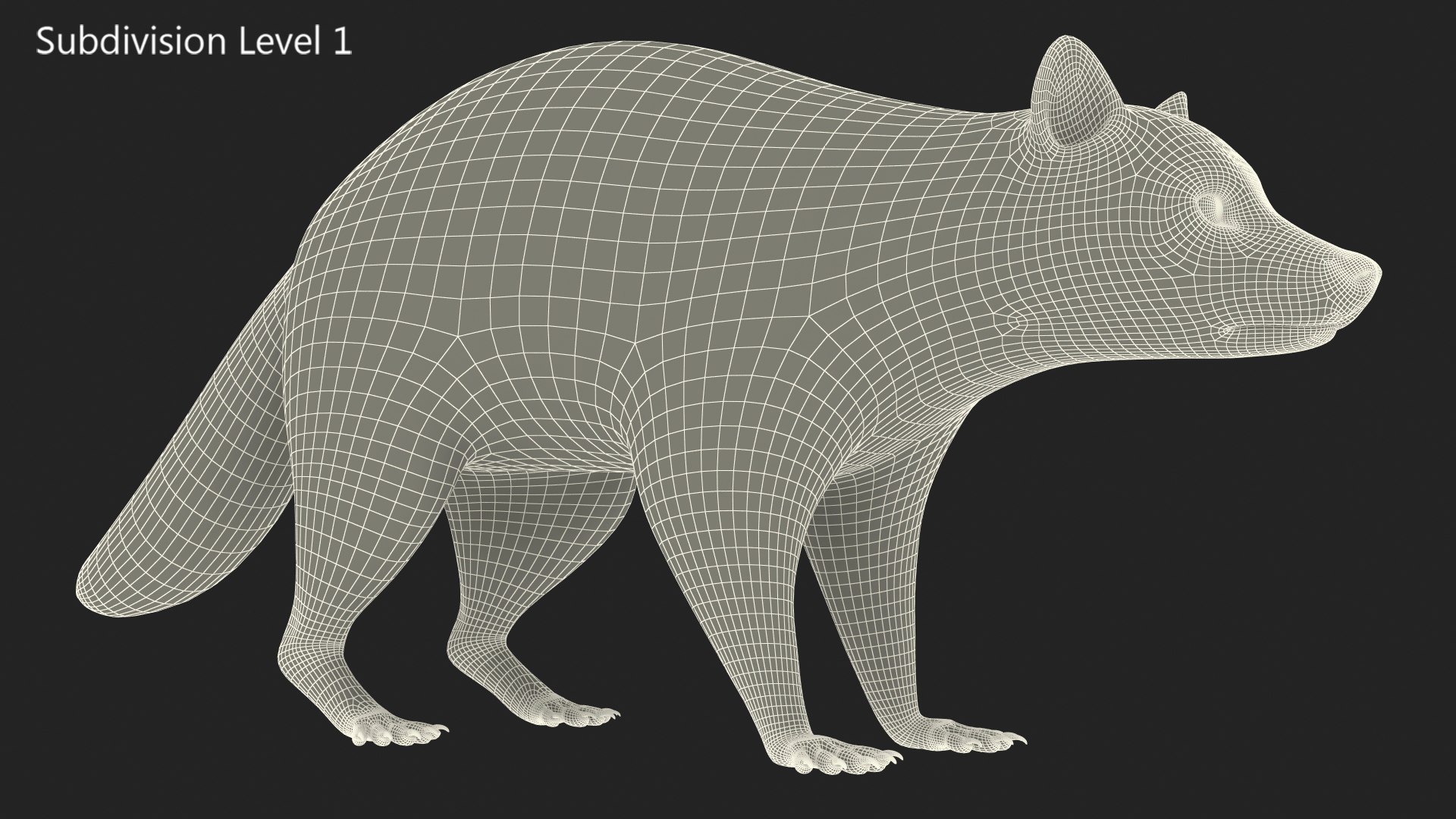 3D model Raccoon - TurboSquid 1872808