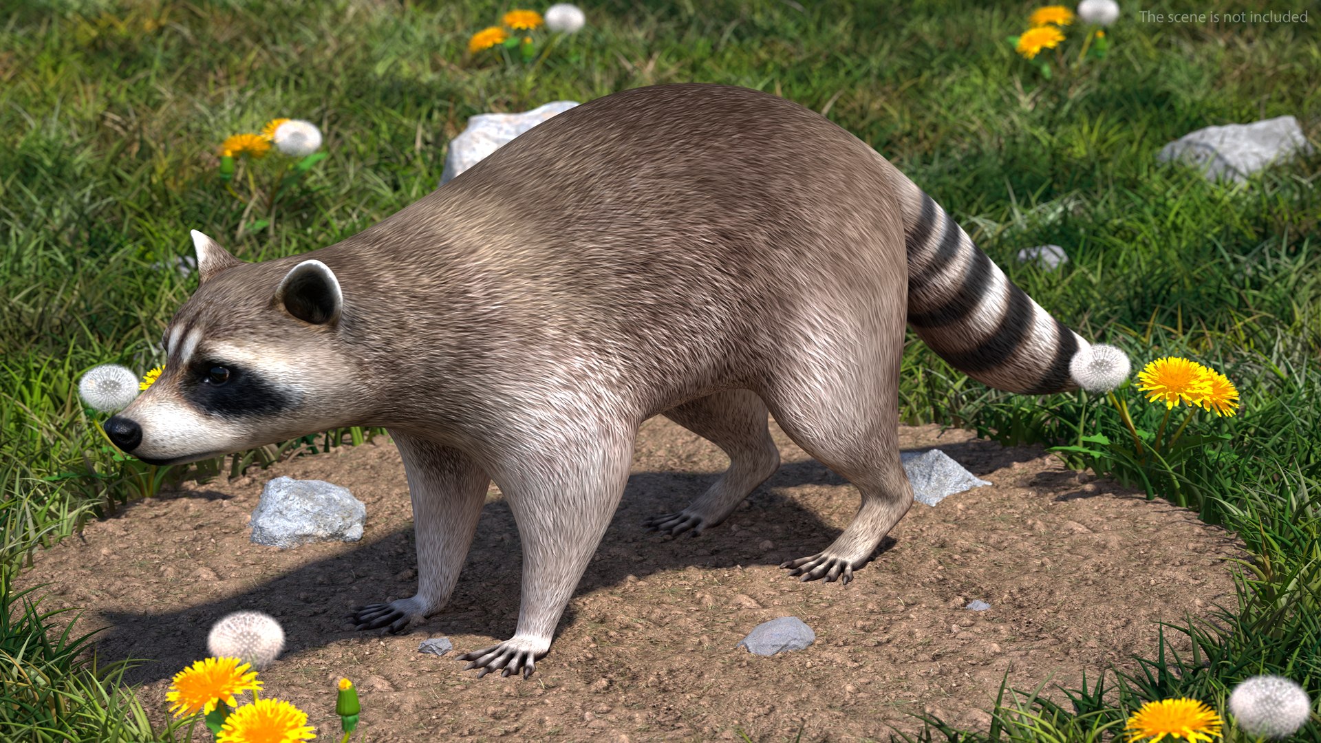 3D Model Raccoon - TurboSquid 1872808