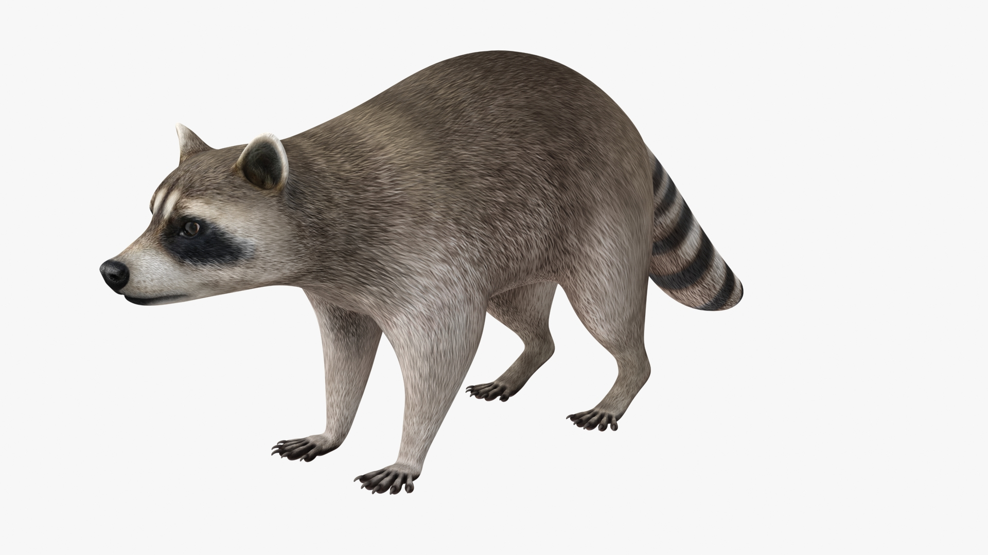 3D model Raccoon - TurboSquid 1872808