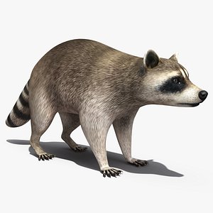 3D model Raccoon