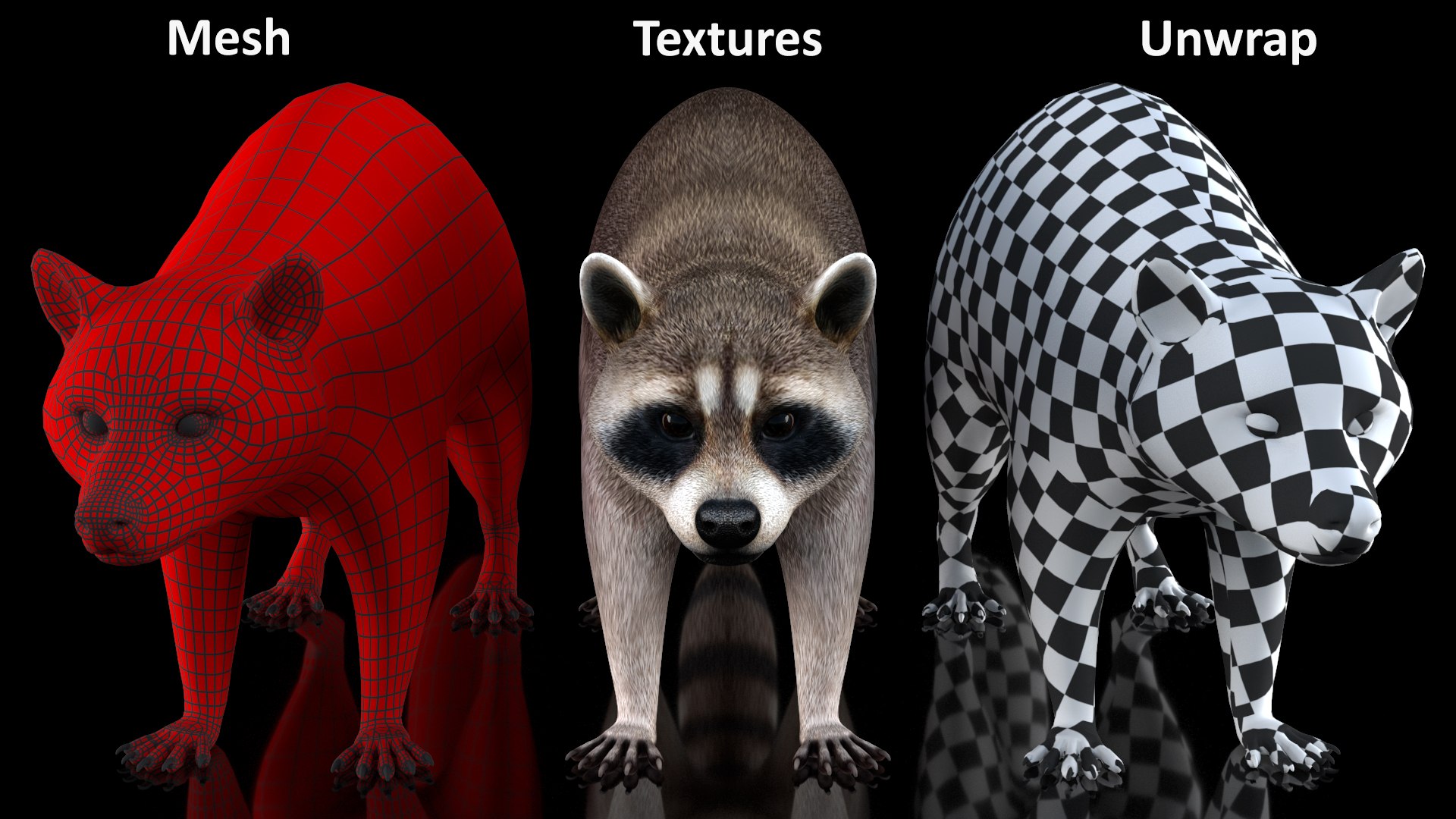 3D model Raccoon - TurboSquid 1872808