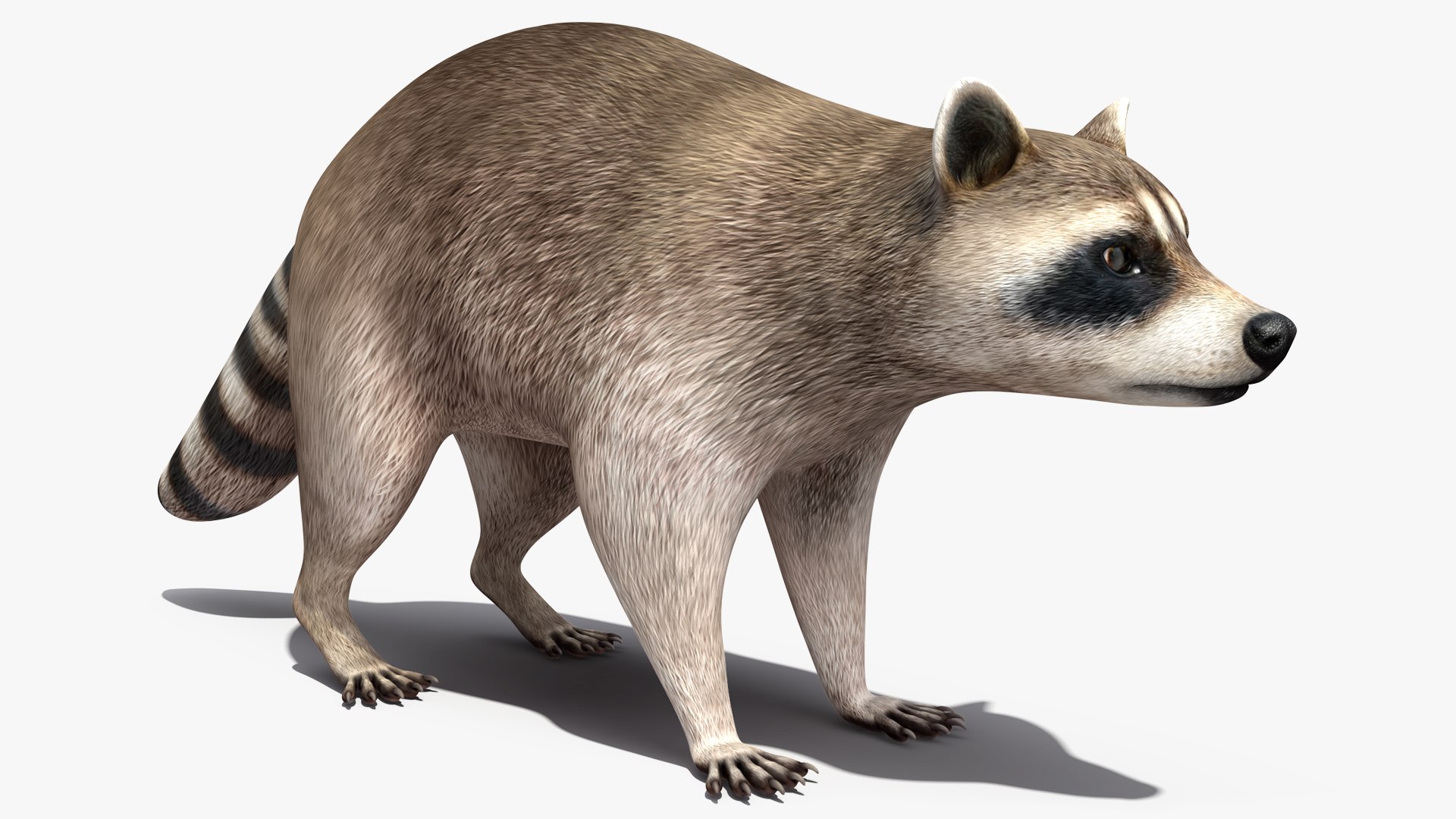 Raccoon 3D model preview