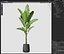 Planta 1226