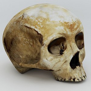 skull skul 3d model