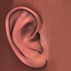 Ear