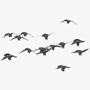 flock flying pigeons small 3D