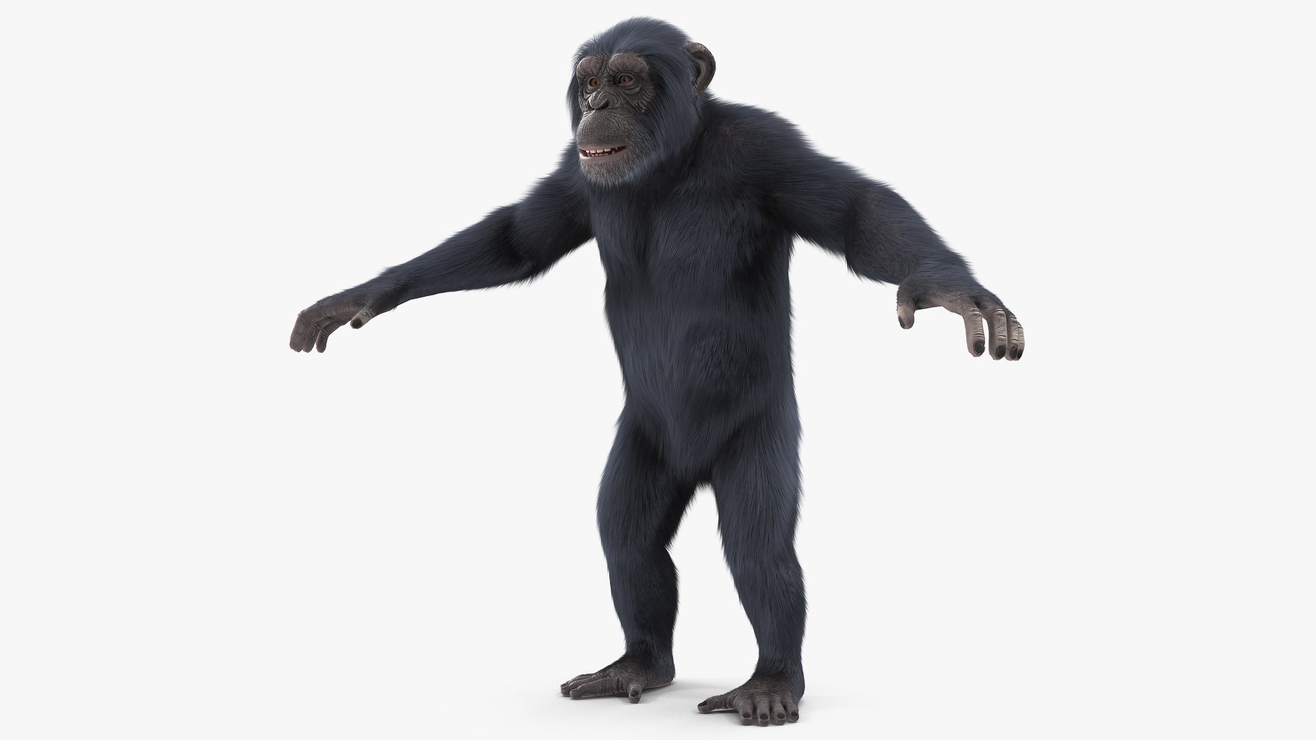 Chimpanzee T-Pose Dark Fur 3D model preview