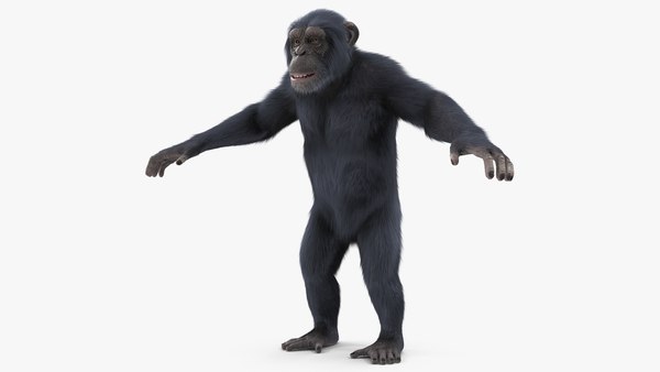 Aping Around: Gorilla Entertains Crowds By Striking Manly Pose