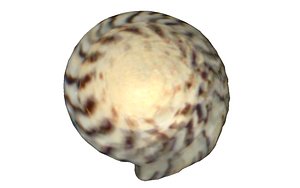 Shell