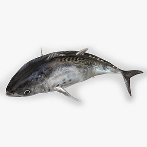 TUNA FISH Rigged  L1546 3D model