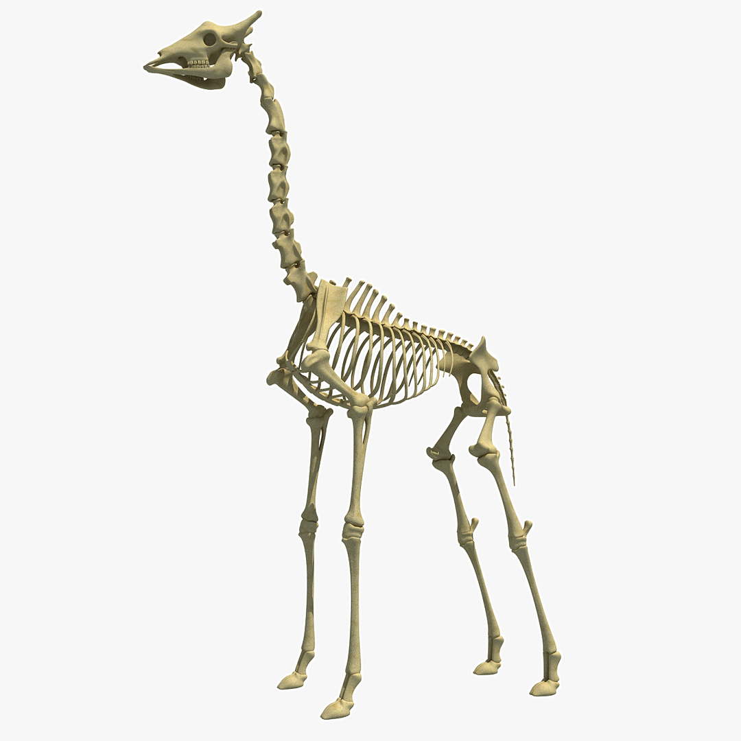 Скелет жирафа строение
