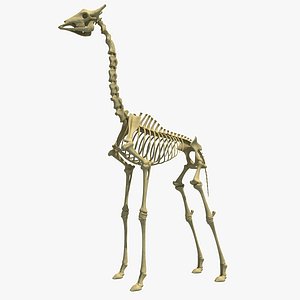 Giraffe Skeleton