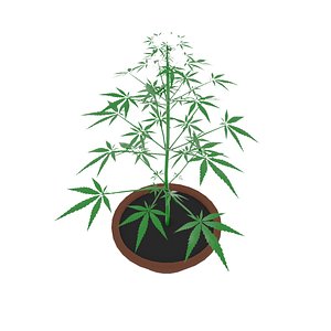3D model Cannabis Tree Plant
