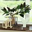 Ficus