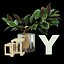 Ficus