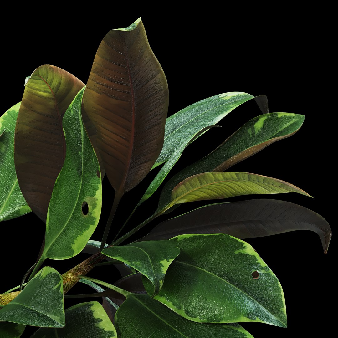 3D ficus https://p.turbosquid.com/ts-thumb/uA/7Cb3Pq/iCJpECdo/3/png/1497958941/1920x1080/fit_q87/9cce5fbc5a516f973614ee6a84f76b8c7089c130/3.jpg