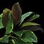 Ficus