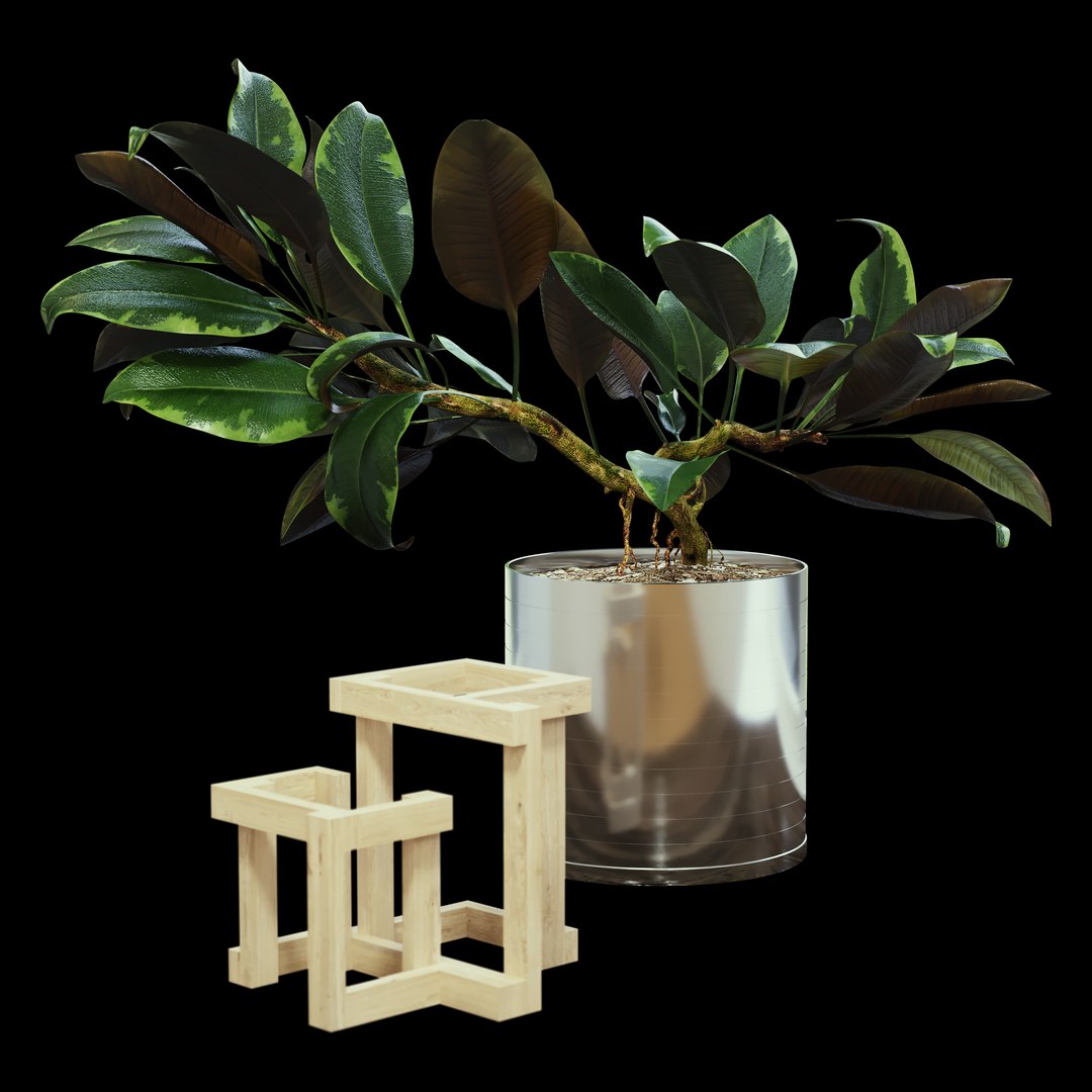 3D ficus https://p.turbosquid.com/ts-thumb/uA/7Cb3Pq/o9L49GCV/2/png/1497958913/1920x1080/fit_q87/22f5b761e8b38b75c8e969ebc235d49c8a67ab10/2.jpg