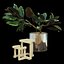 Ficus